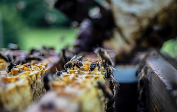Bienen auf einem Bienenstock.